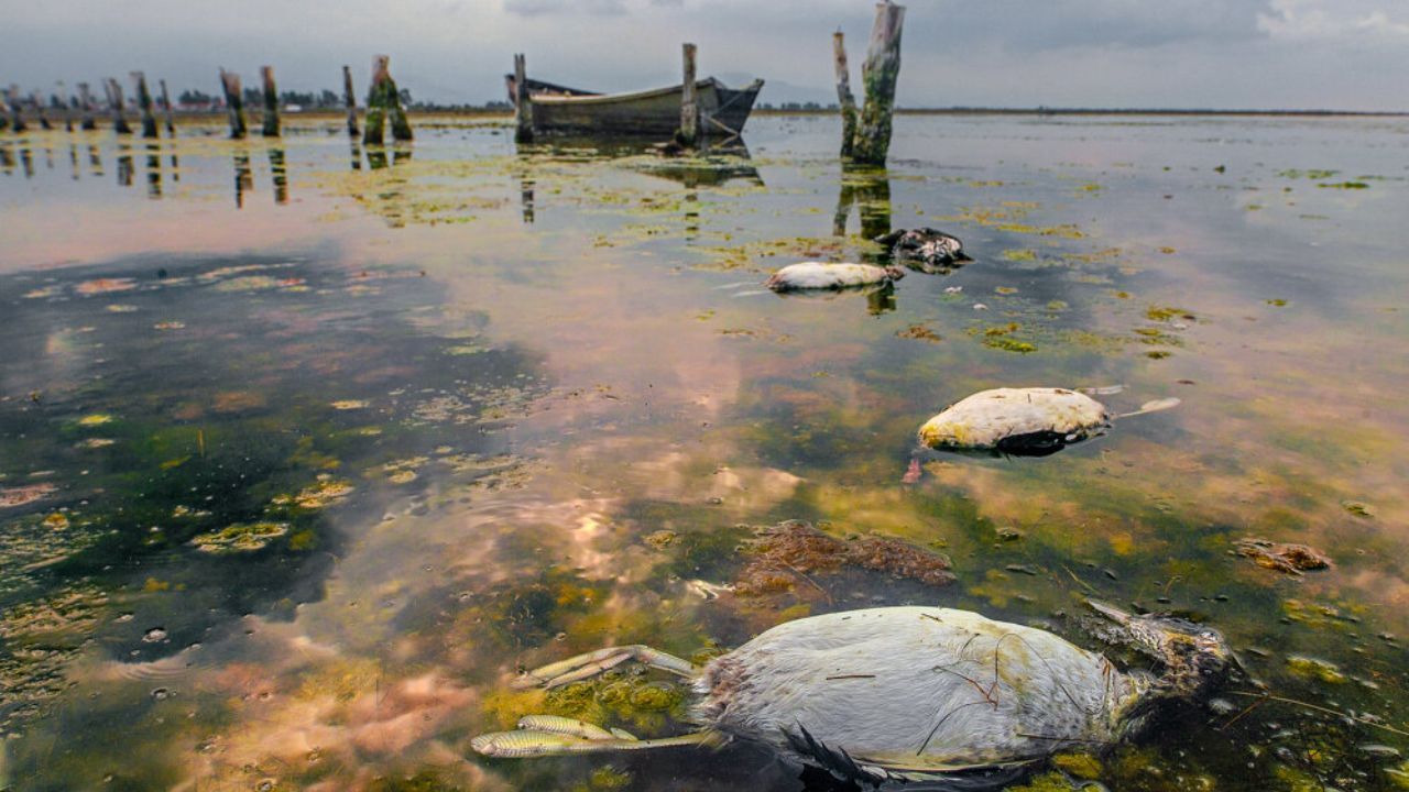 قطار پروژه های دستوری فاقد مطالعه در ایستگاه میانکاله/ افشای جزییات دعوای محیطزیست با استانداری گرگان قطار پروژه های دستوری فاقد مطالعه در ایستگاه میانکاله/ افشای جزییات دعوای محیطزیست با استانداری گرگان