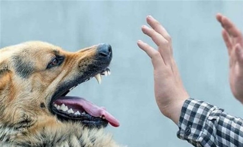 انتقال هاری از سگ ولگرد، جان جوان جویباری را گرفت انتقال هاری از سگ ولگرد، جان جوان جویباری را گرفت