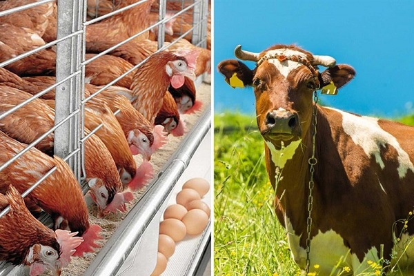 تاثیر حذف ارز ۴۲۰۰تومانی بر استفاده از نهادههای دامی داخلی تاثیر حذف ارز ۴۲۰۰تومانی بر استفاده از نهادههای دامی داخلی