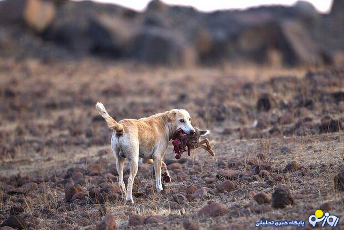 حمله سگهای ولگرد به جان کودک ۵ ساله حمله سگهای ولگرد به جان کودک ۵ ساله