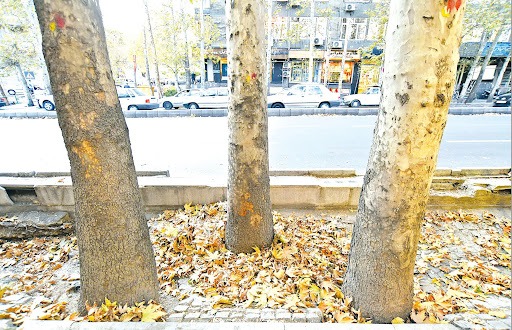 خزان زودرس درختان پایتخت خزان زودرس درختان پایتخت