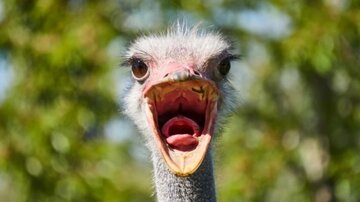 تصاویر شترمرغ سرگردان در جاده خبرساز شد