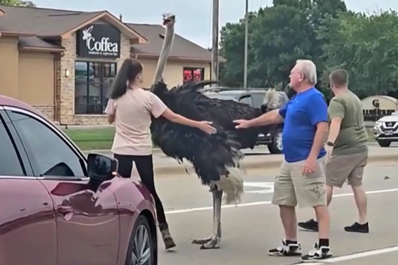 تصاویر شترمرغ سرگردان در جاده خبرساز شد